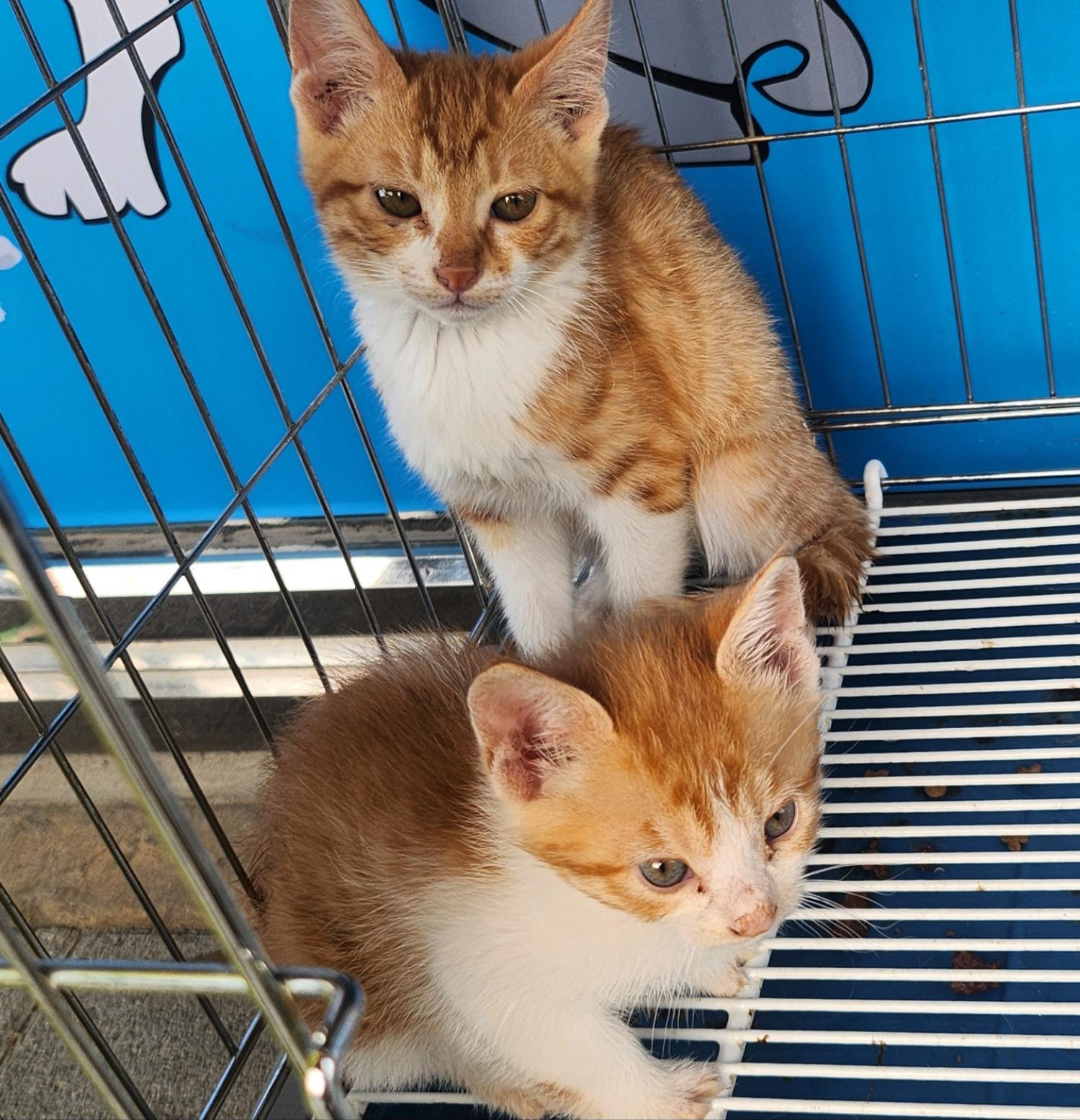 [고양이] 한국 고양이 경북-문경-2024-00160 유기동물 배경 이미지 입니다.