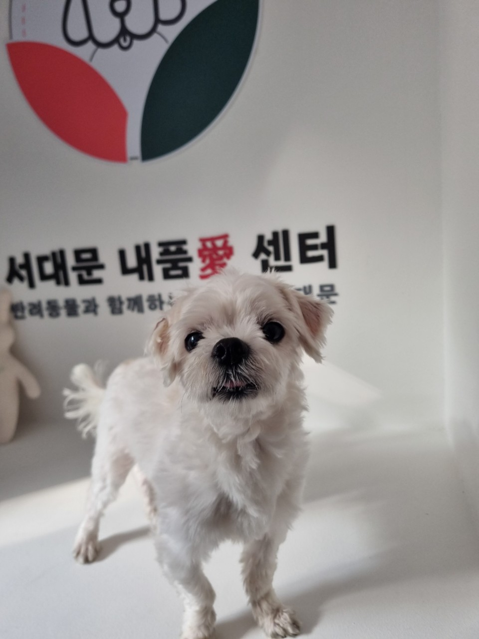 종료(반환) 말티즈…