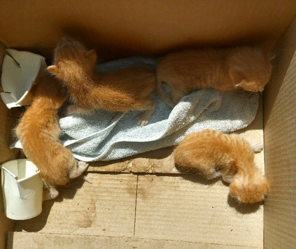 종료(자연사) 한국…