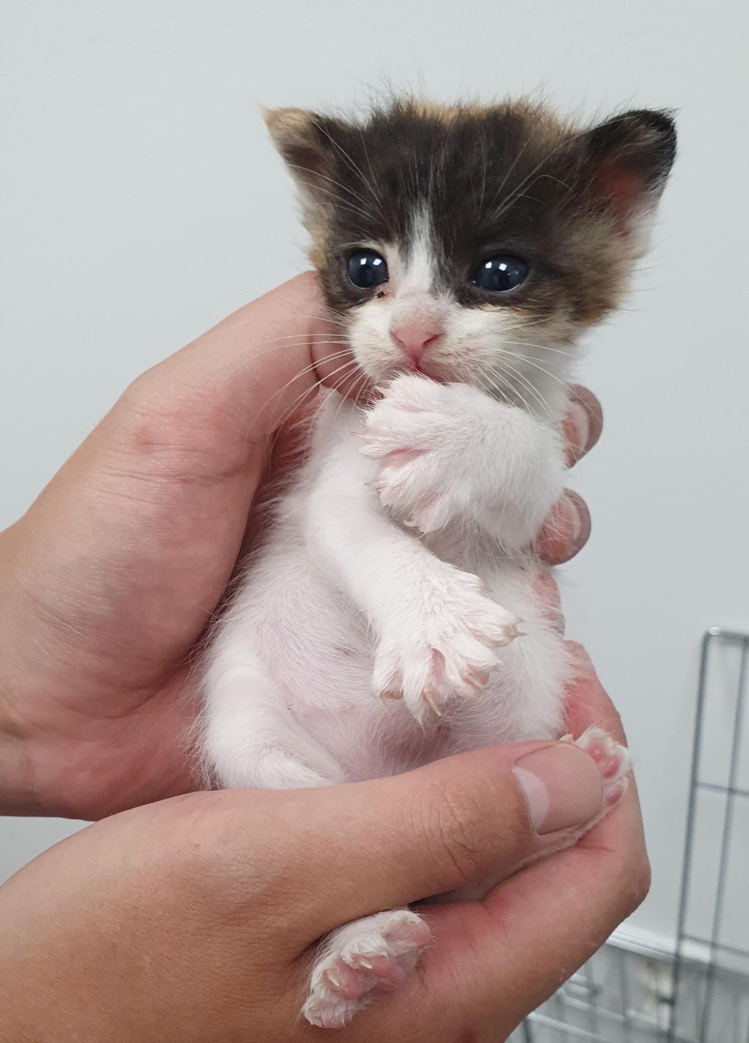 종료(자연사) 한국…