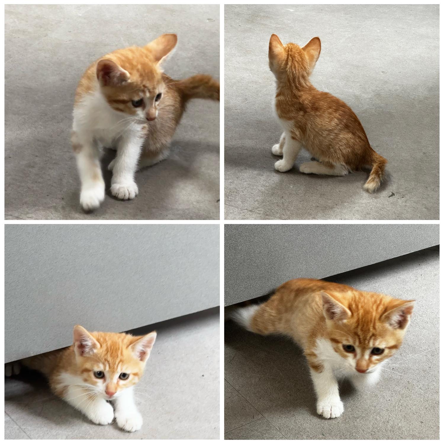 보호중 한국 고양이…