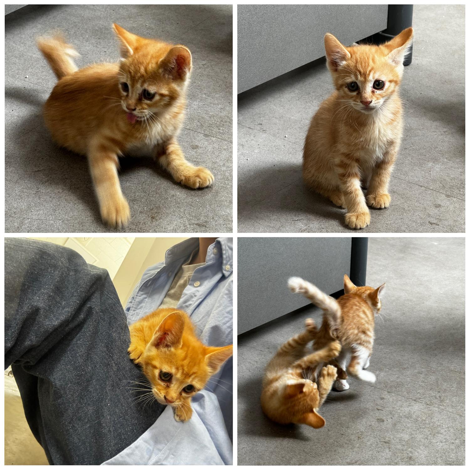 보호중 한국 고양이…