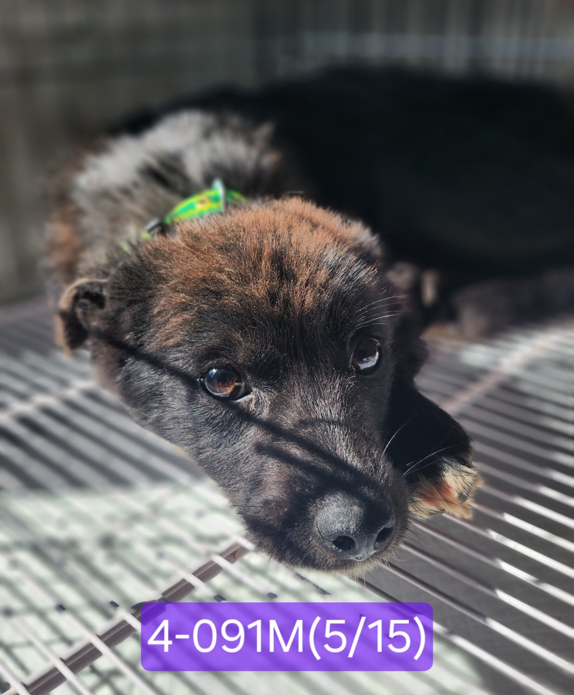 고성군유기동물보호소_448542202400975