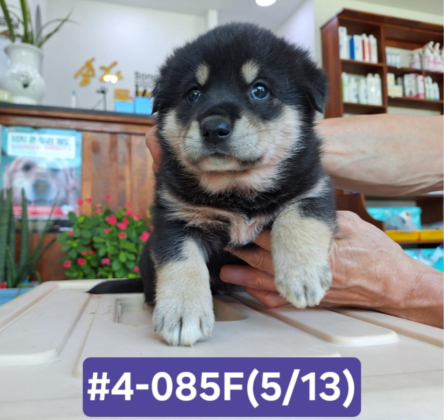 고성군유기동물보호소_448542202400969