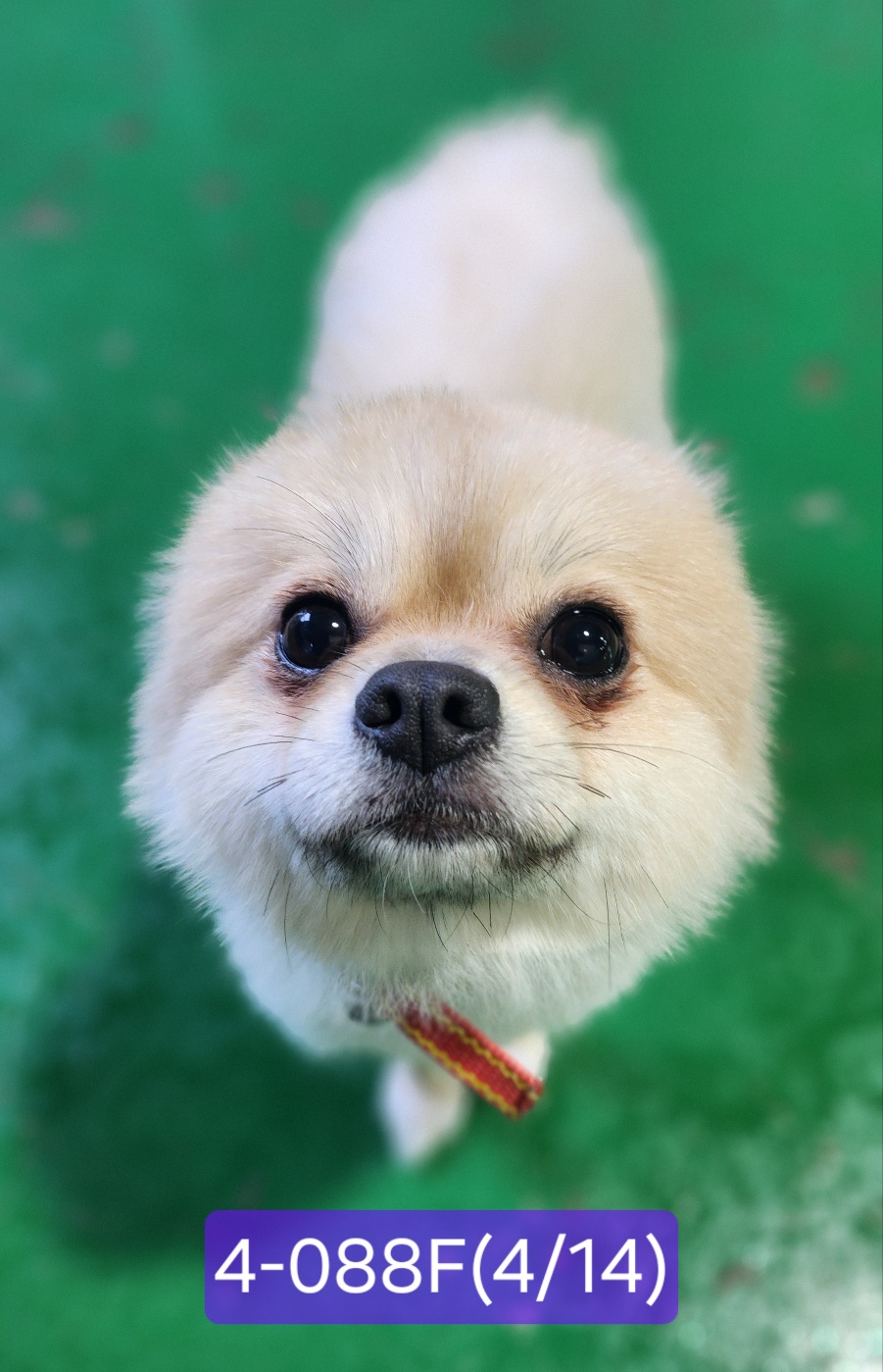 보호중 포메라니안의…