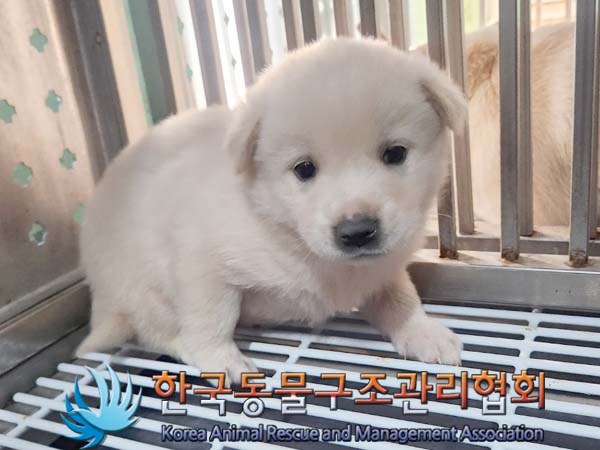 종료(입양) 믹스견…
