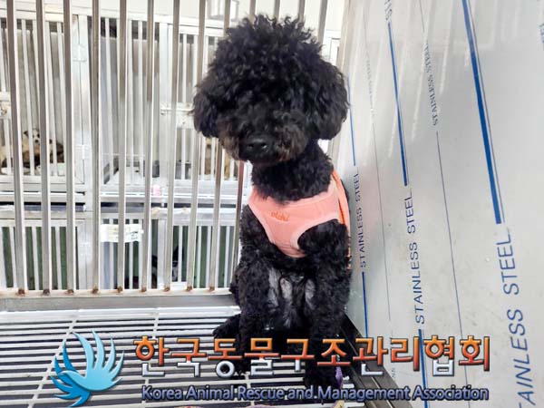 종료(입양) 푸들의…