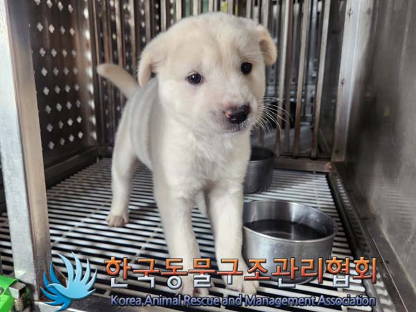 종료(입양) 믹스견…