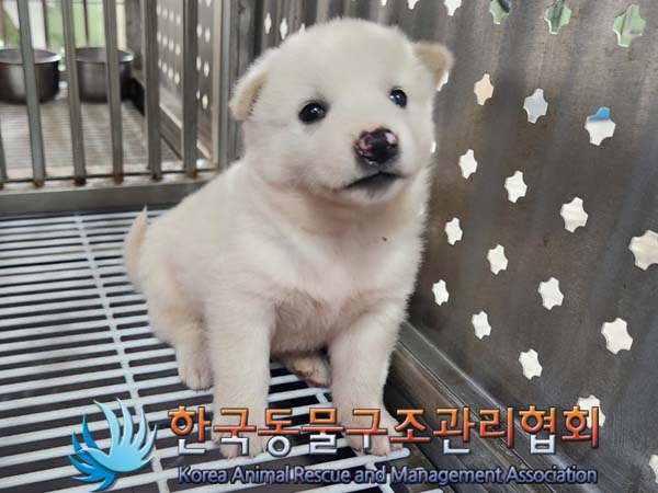 종료(안락사) 믹스…