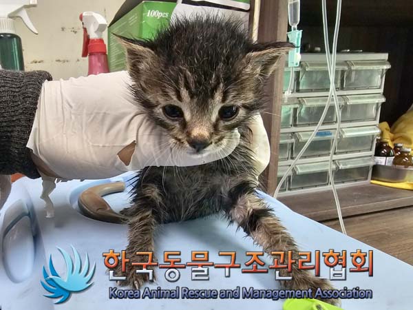 한국동물구조관리협회_441414202400342