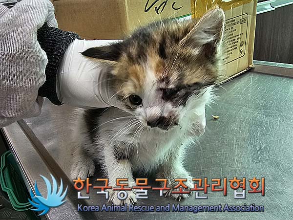 종료(자연사) 한국…