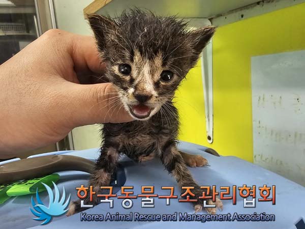 종료(자연사) 한국…
