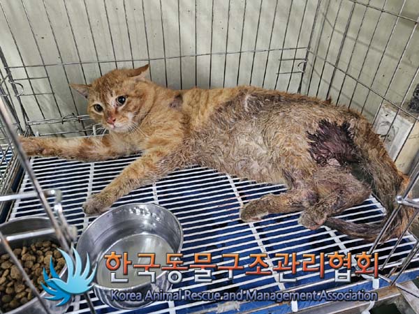 종료(안락사) 한국…