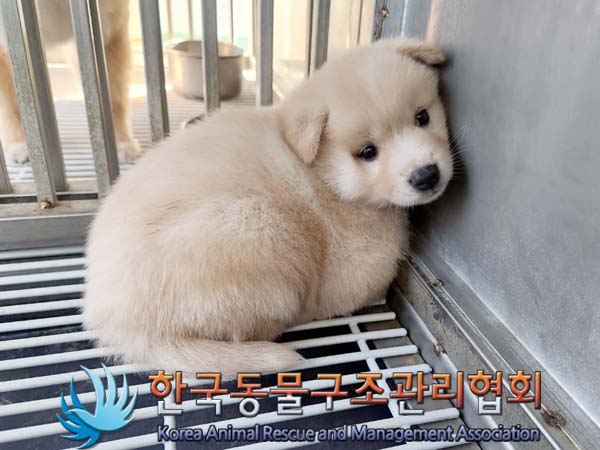 종료(안락사) 믹스…