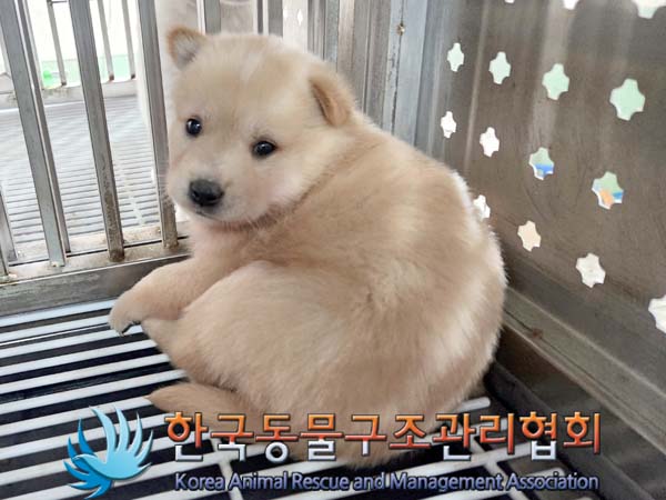 보호중 믹스견의 가…