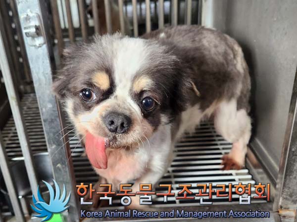 종료(안락사) 치와…