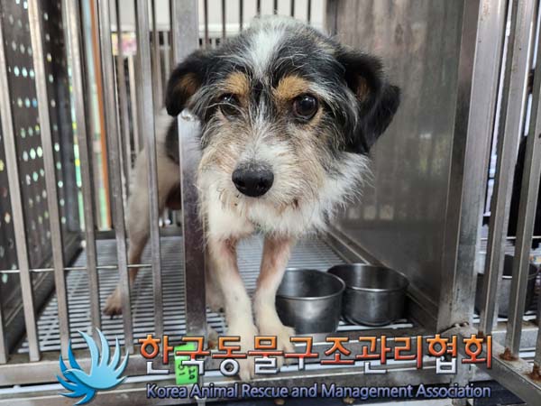종료(반환) 믹스견…