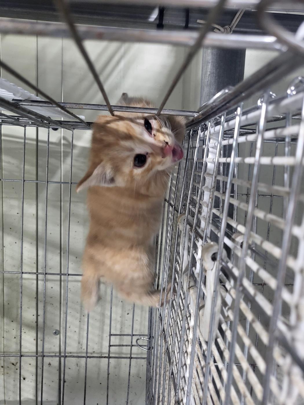 보호중 한국 고양이…