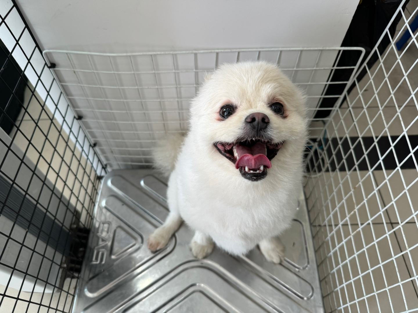 종료(입양) 포메라…