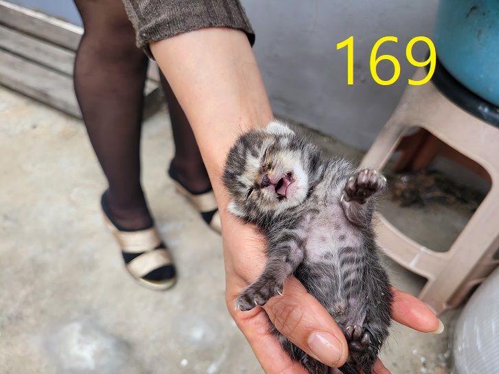 보호중 한국 고양이…