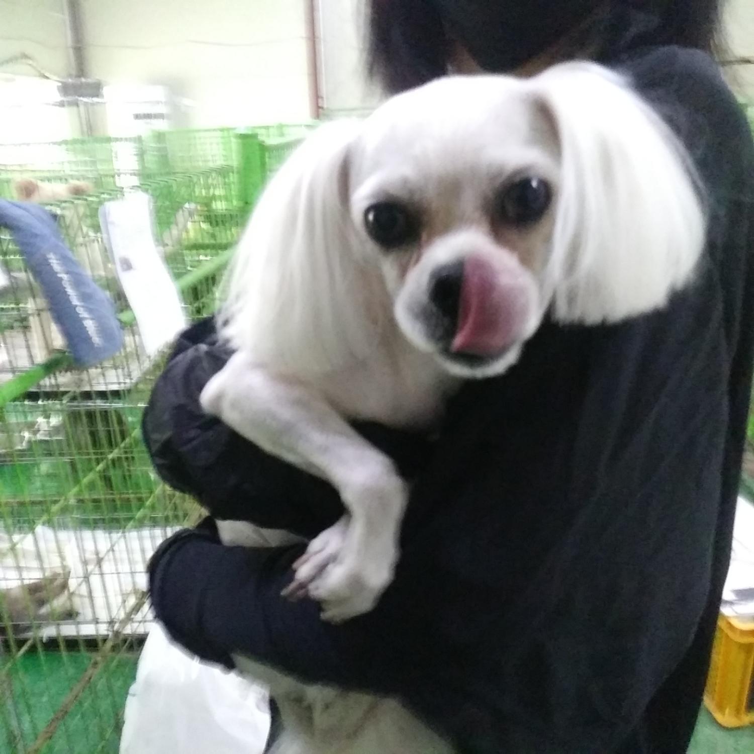 종료(반환) 말티즈…