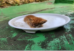 종료(자연사) 한국…