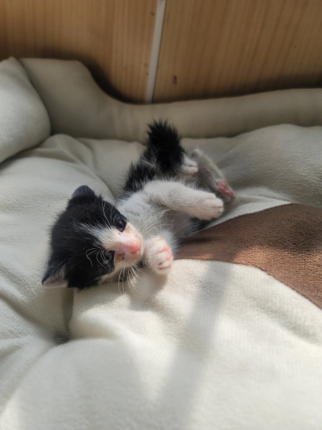 보호중 한국 고양이…