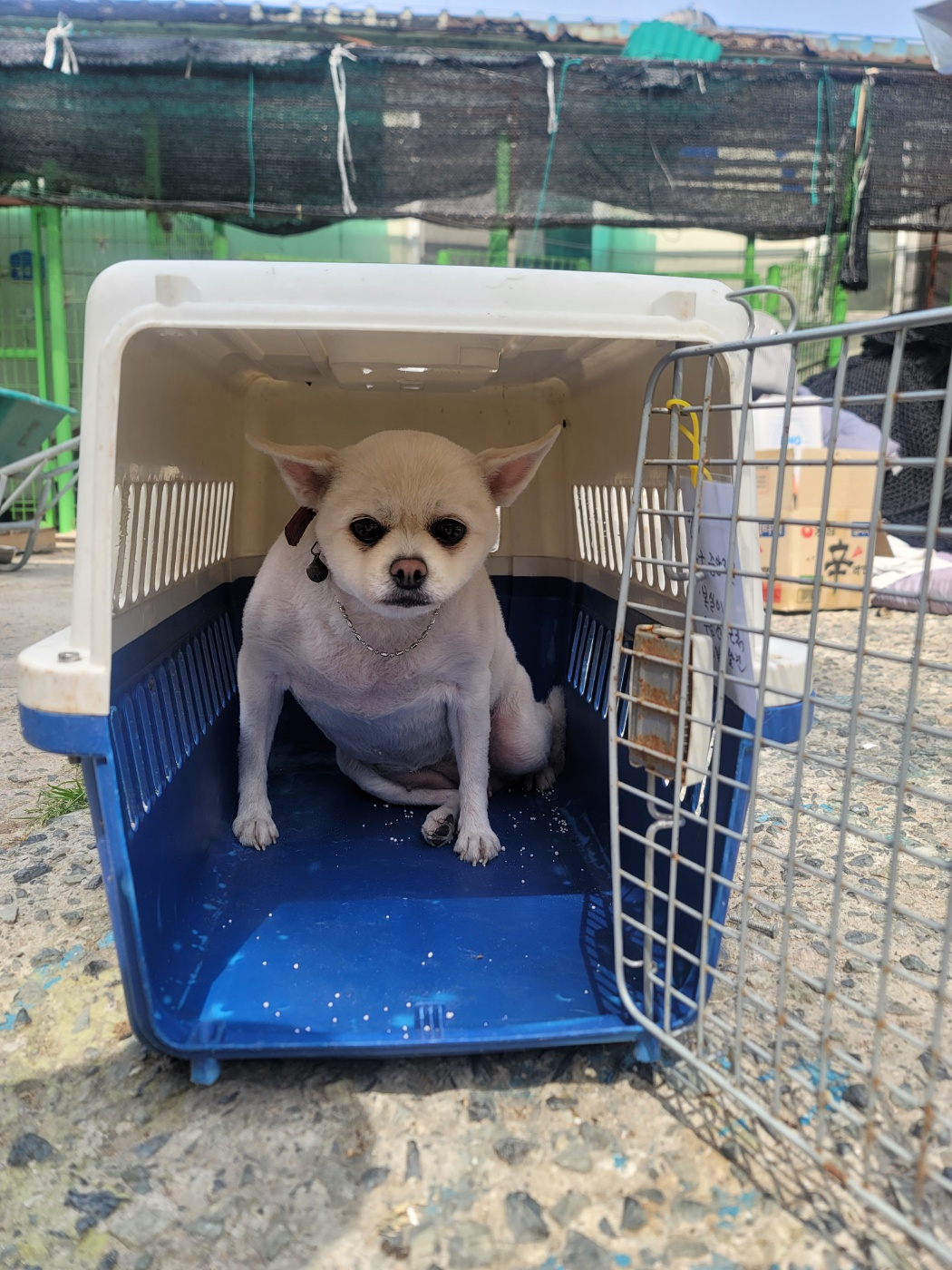 종료(반환) 포메라…