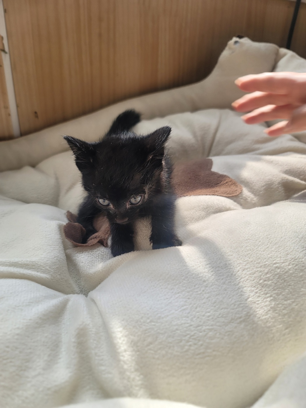 보호중 한국 고양이…