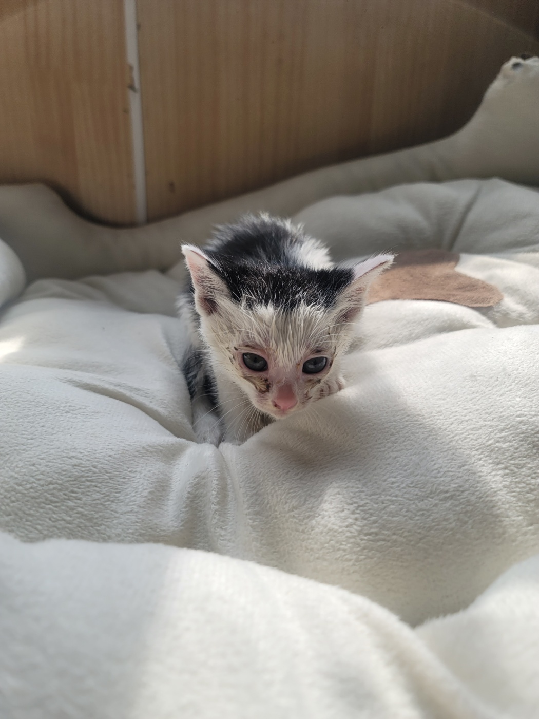 울산유기동물보호센터_431373202400681