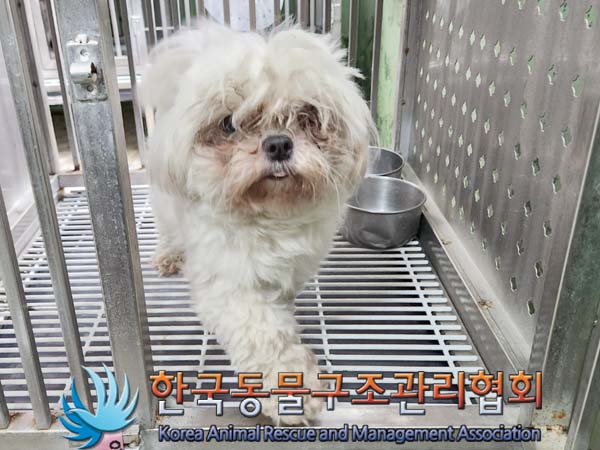 종료(입양) 말티즈…