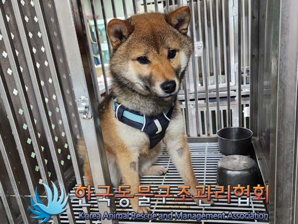 종료(반환) 시바의…