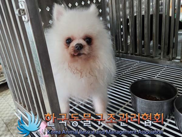 종료(안락사) 포메…