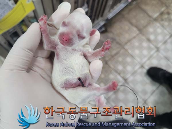종료(자연사) 말티…
