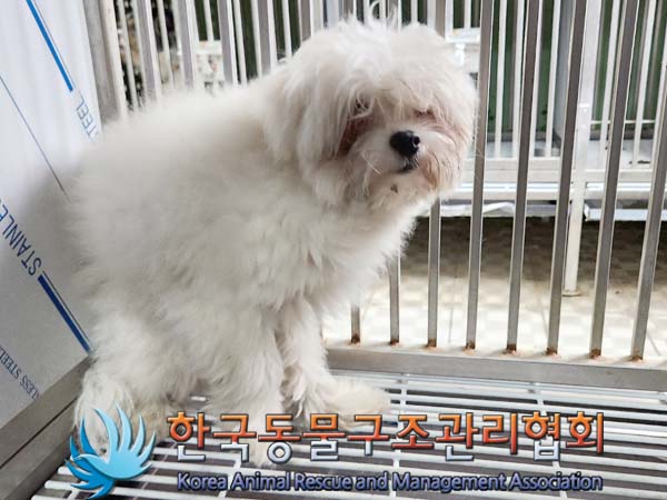 종료(입양) 말티즈…