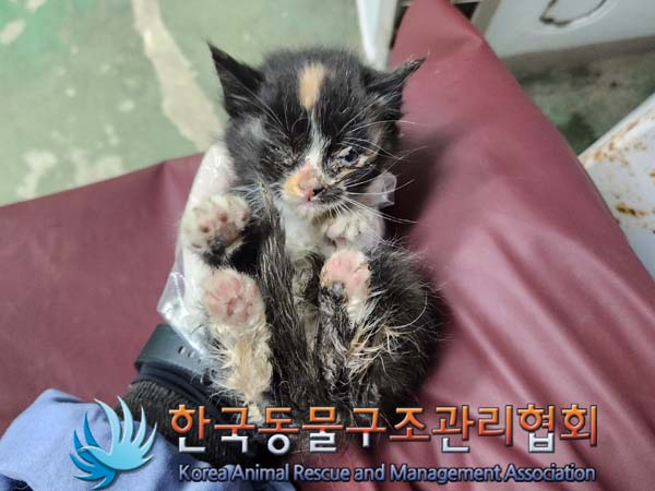 종료(자연사) 한국…