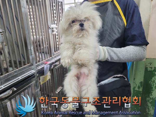 종료(입양) 말티즈…