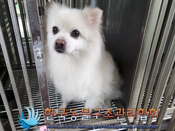 종료(입양) 포메라…