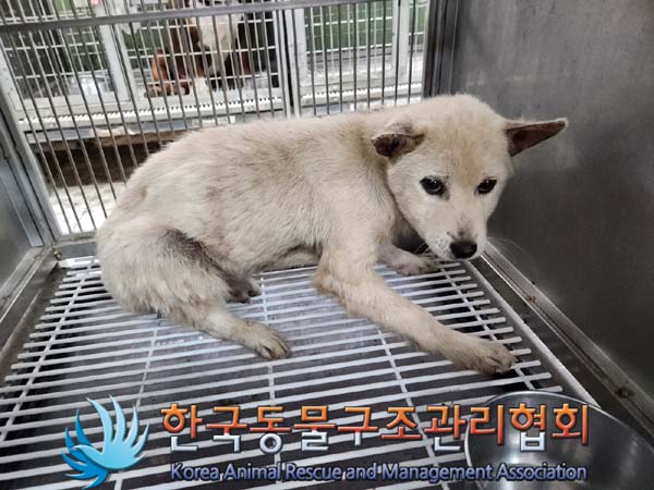 종료(안락사) 믹스…