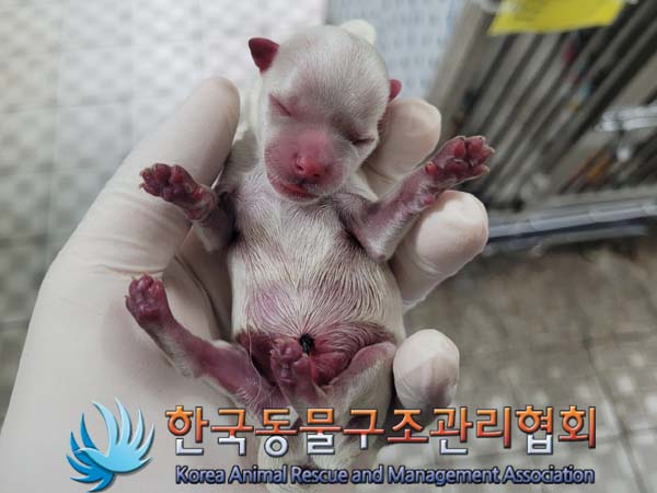 종료(자연사) 말티…