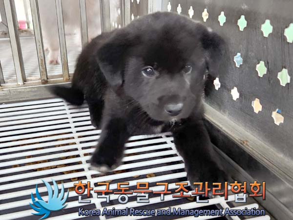 한국동물구조관리협회_441559202400563