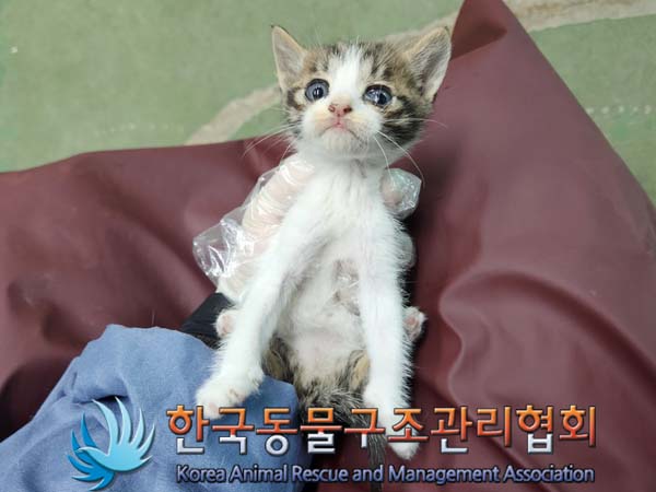 한국동물구조관리협회_411316202400286