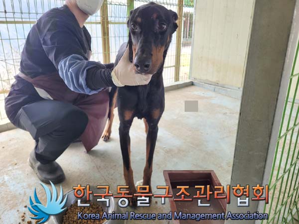 종료(입양) 도베르…