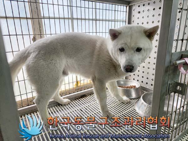 종료(입양) 믹스견…