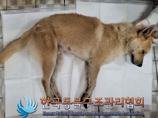 종료(자연사) 믹스…