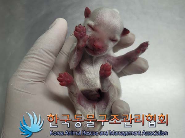 종료(입양) 말티즈…
