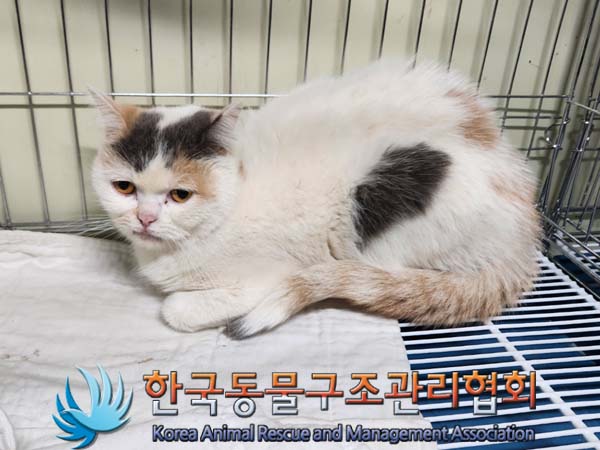 종료(입양) 브리티…