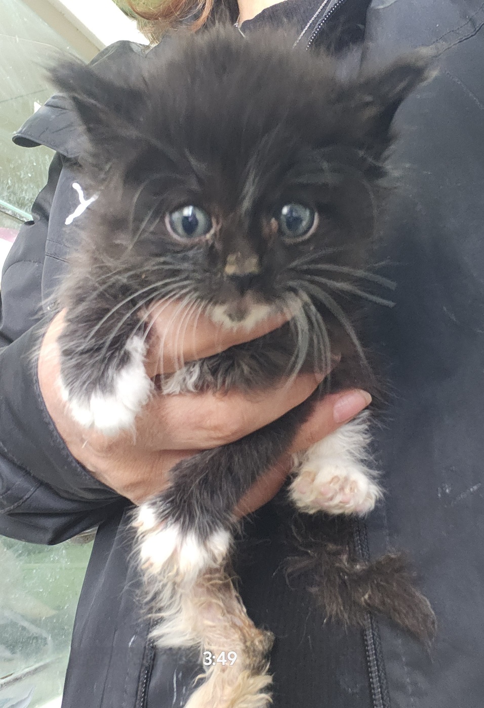 울산유기동물보호센터_431372202400217