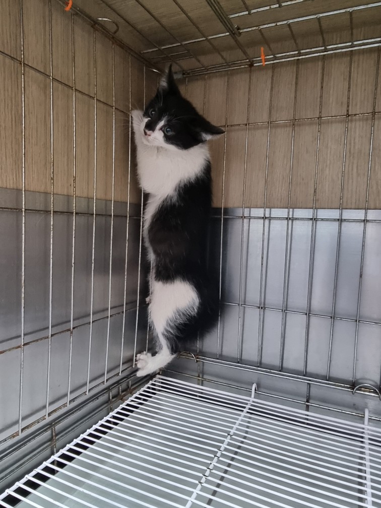 보호중 한국 고양이…