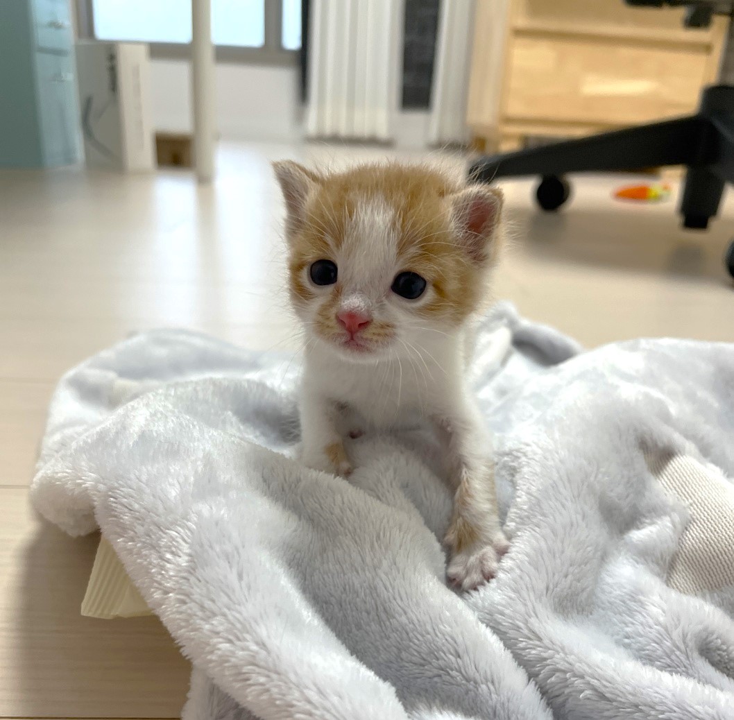보호중 한국 고양이…